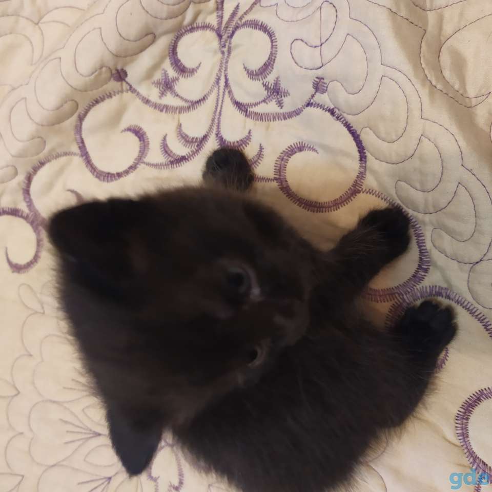 Пасхальный котенок в добрые руки, фотография 2