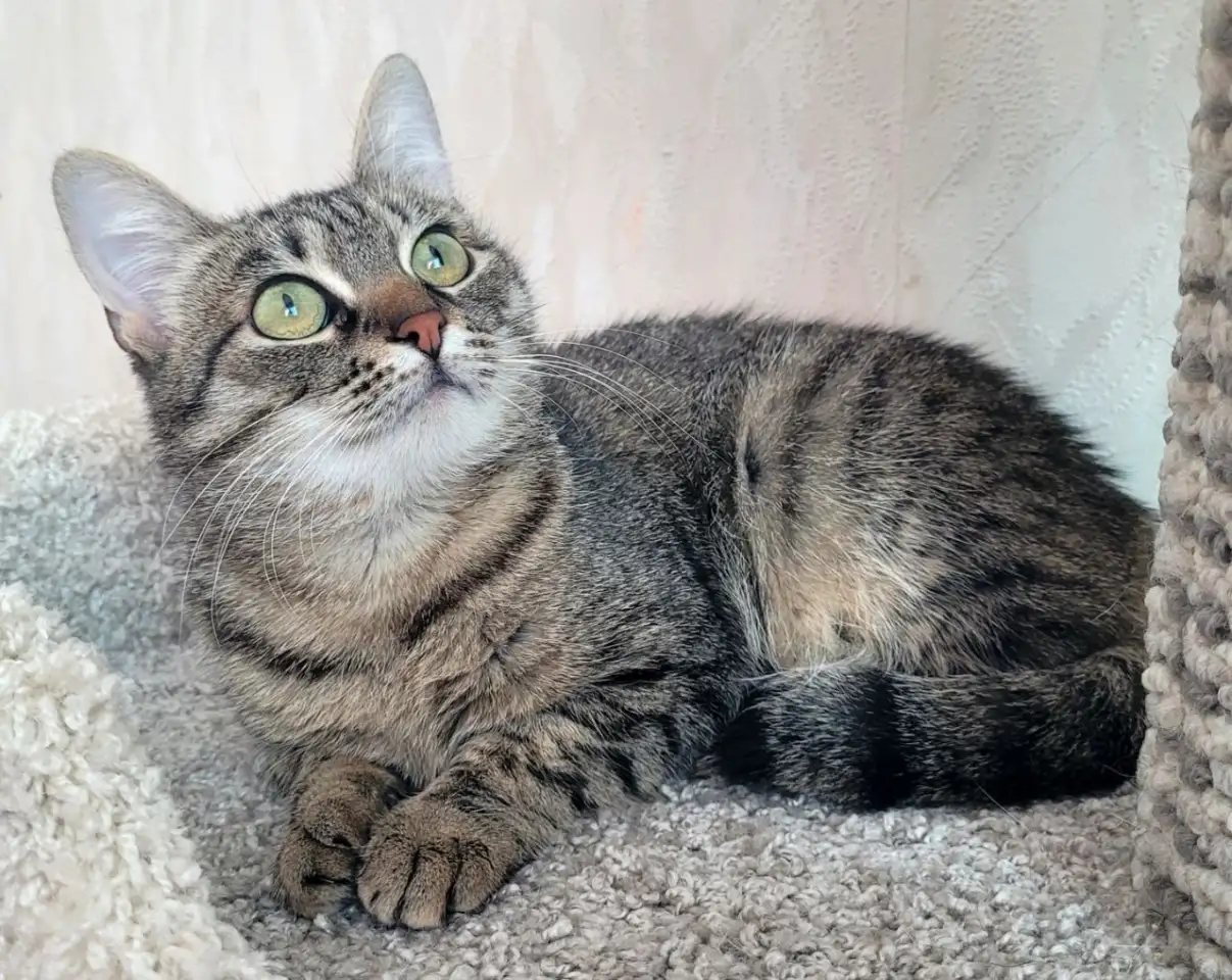 Котенок подросток Манюня, фотография 5