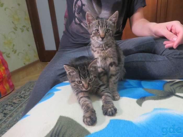 Котята в добрые руки, фотография 5