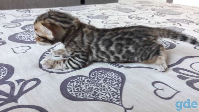 Бенгальские котята, фотография 3