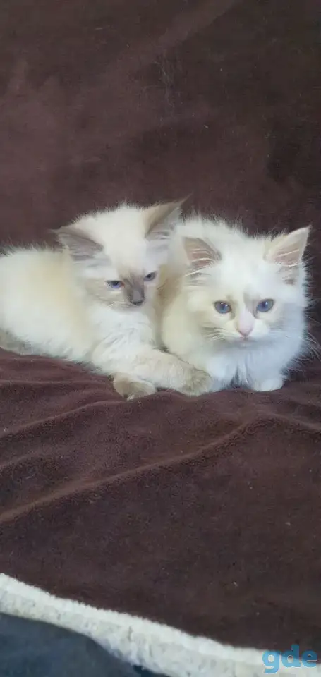 Котята рэгдоллл, фотография 4
