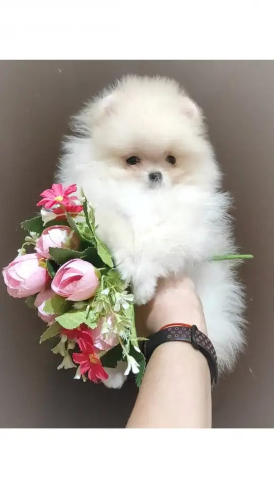 Померанский шпиц, щенки. Мини мишки, фотография 6