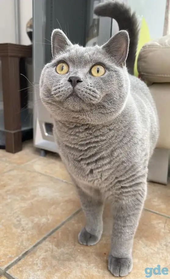 Британские котята., фотография 10