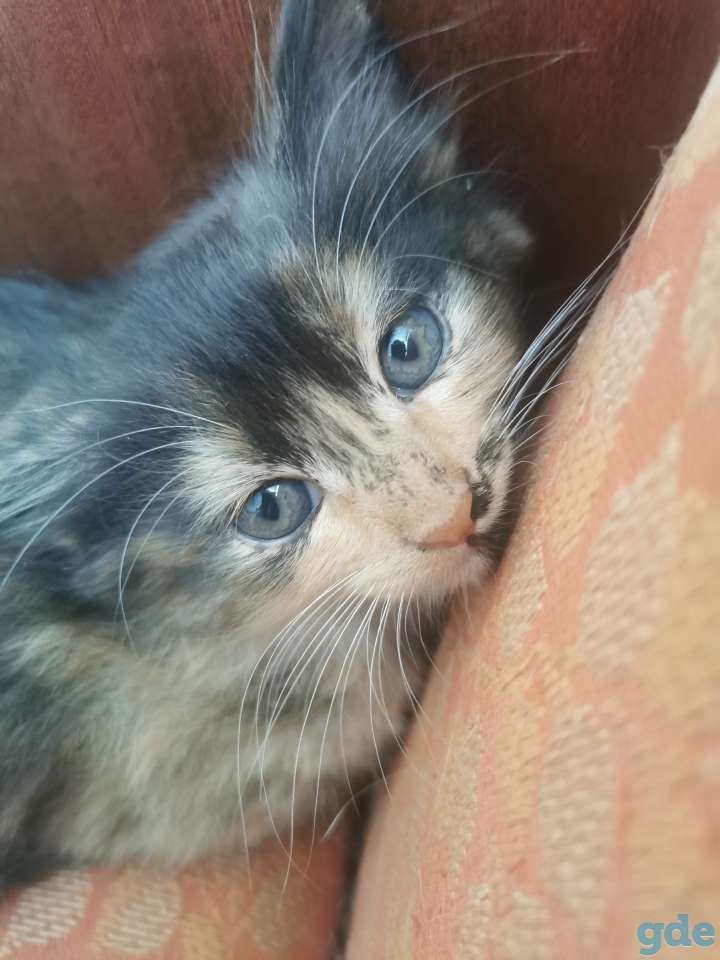 Котята в хорошие руки, фотография 8