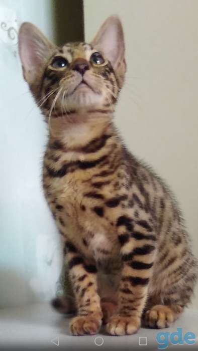 Роскошные котики, фотография 1