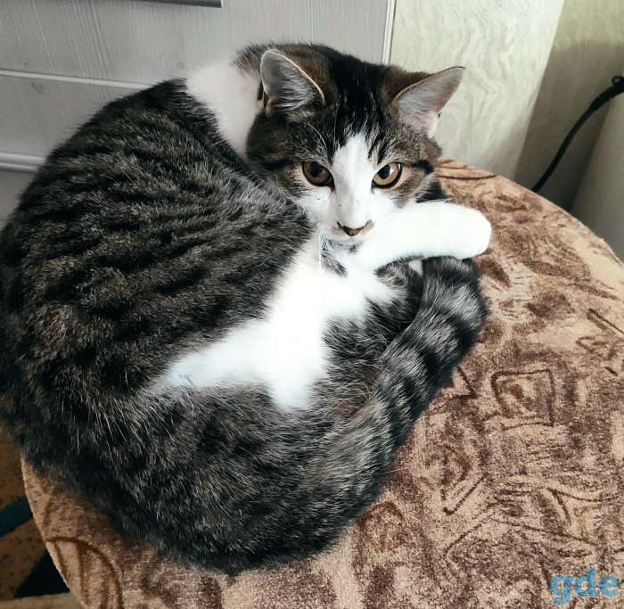 Красивые упитанные коты в хорошие руки, фотография 3