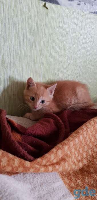 Котята в добрые ручки, фотография 2