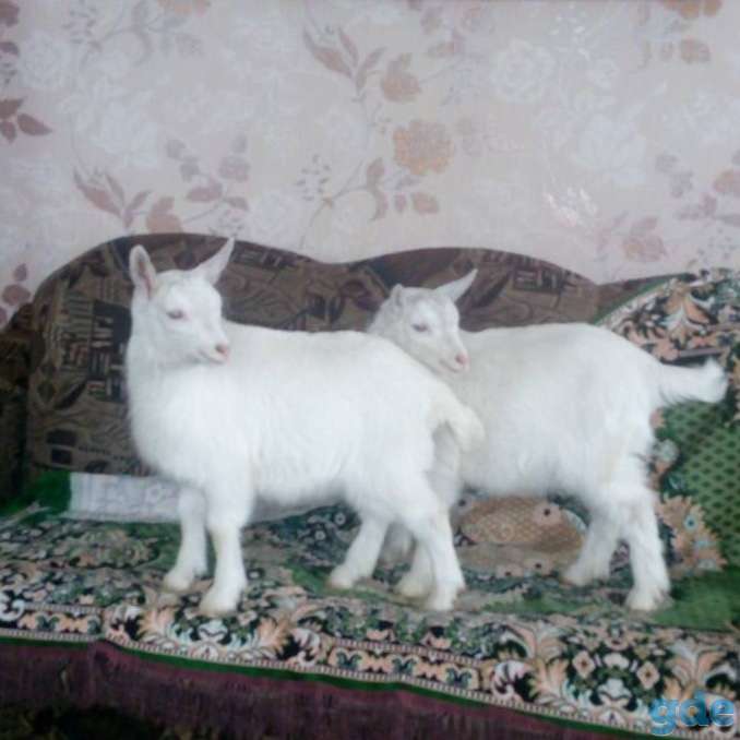 Козочки козлики козы, фотография 4