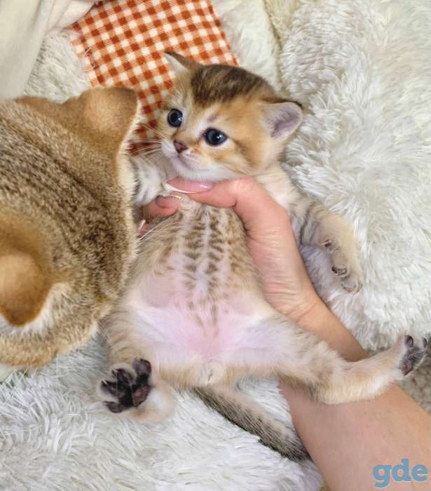 Котята шотландские ЗОЛОТАЯ ШИНШИЛЛА, фотография 2