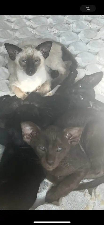 Ориентальные котята к продаже, фотография 2