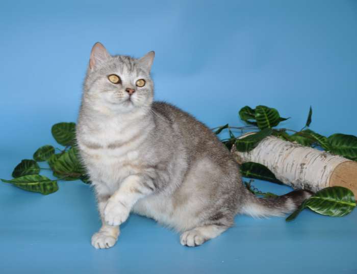 Шотландские кошечки и котики для вас., фотография 4