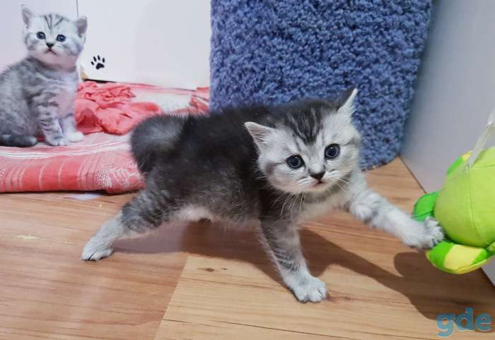 Котятки шиншиллятки,шотландские девочки., фотография 6