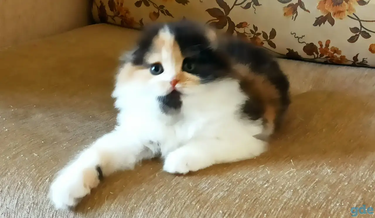 Шотландские котята яркого окраса, фотография 8