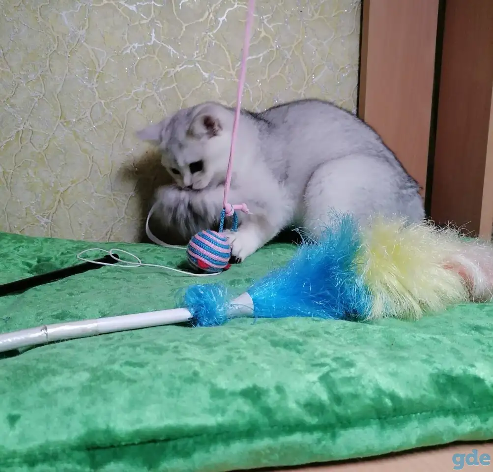 Британские котята, фотография 4