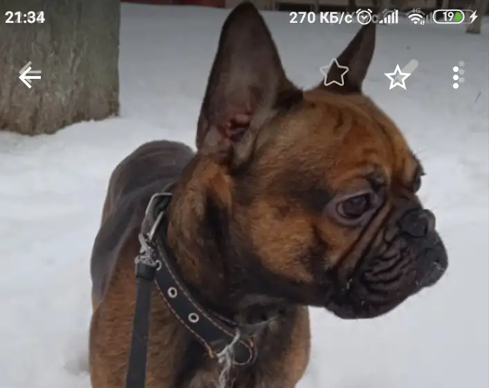 Французский бульдог, фотография 2