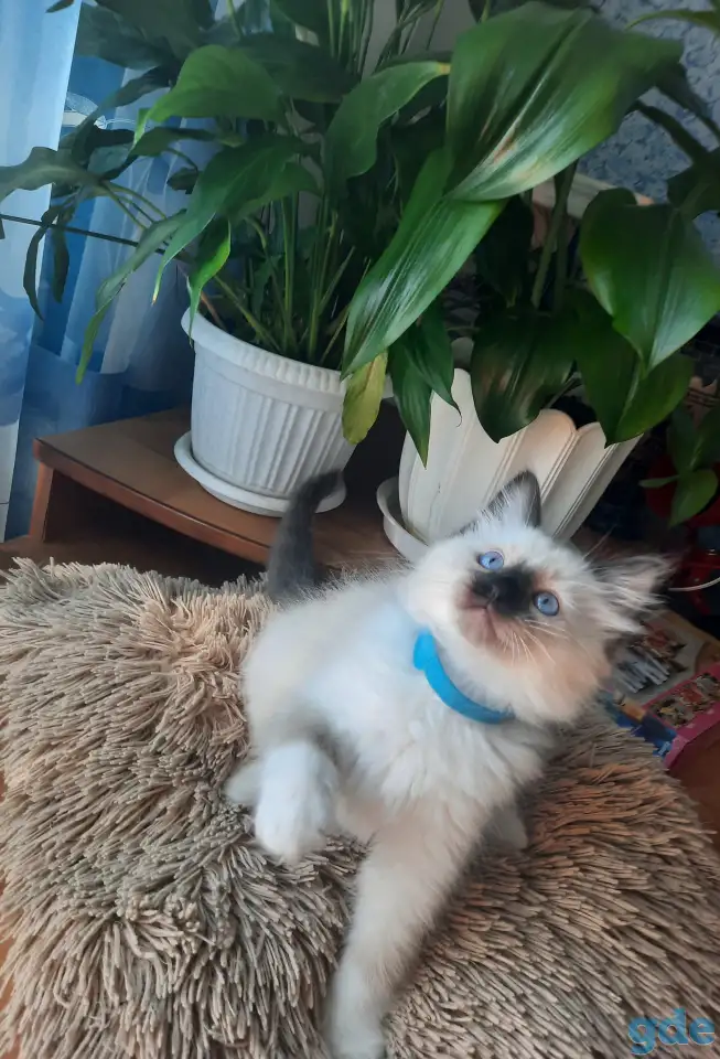КОТЯТА  РЭГДОЛЛ, фотография 3