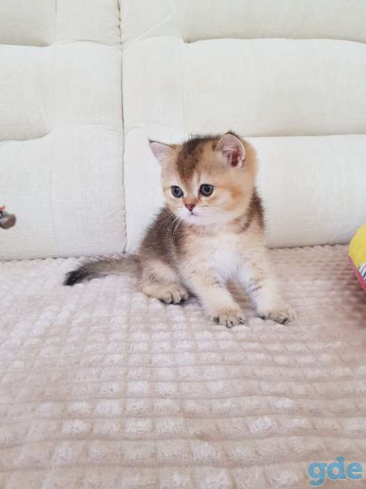 Чистокровные шотландские котята, фотография 3