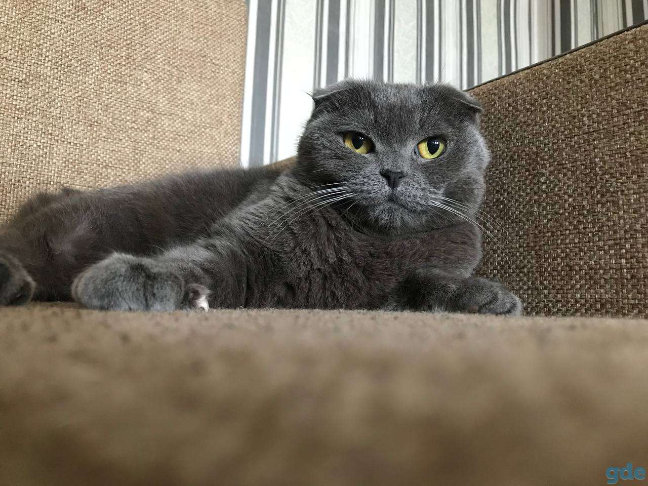 Шотландка Молли ищет крышу, фотография 1