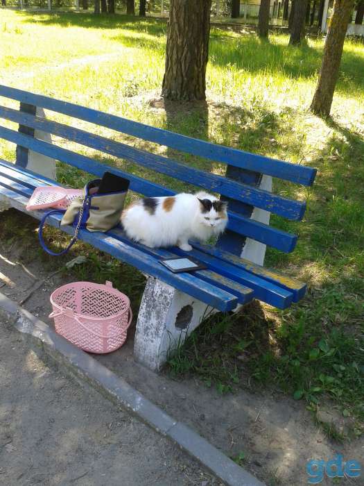 животные, фотография 2