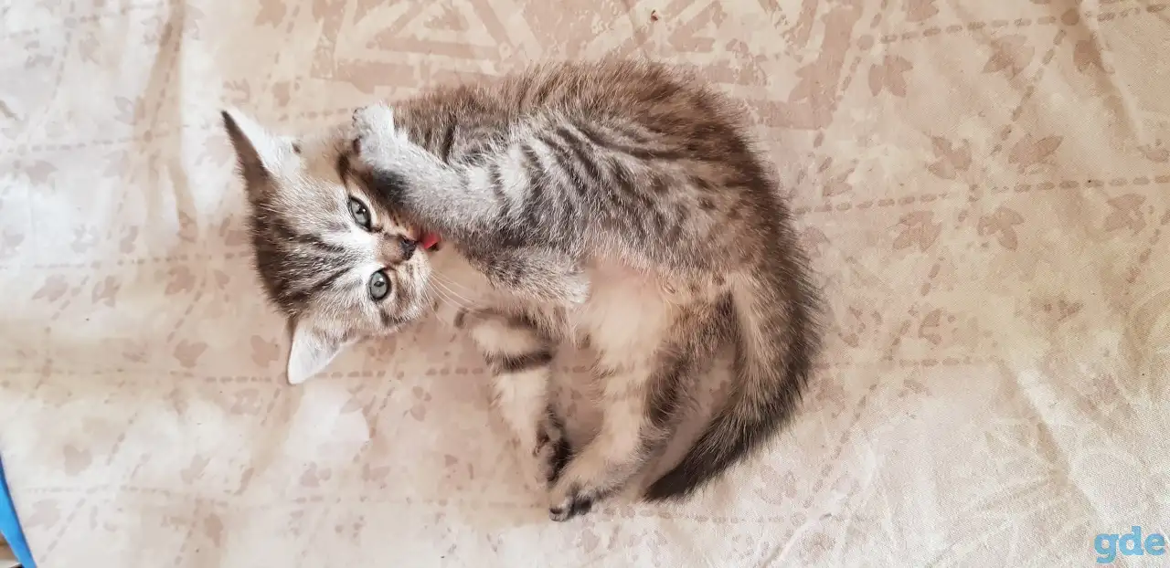 Котята шотландской прямоухой, фотография 5