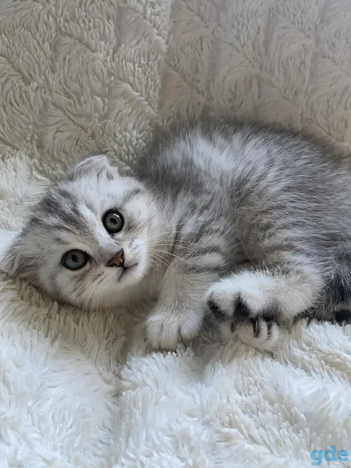 Шотландские милашки, фотография 9