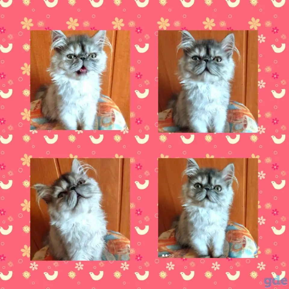 Персидские котята Экстремального типа чистокровные. Персы., фотография 8