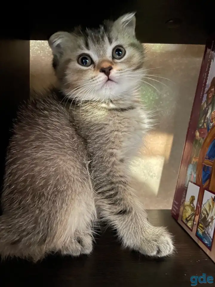 Котята ШОТЛАНДЦЫ, фотография 3
