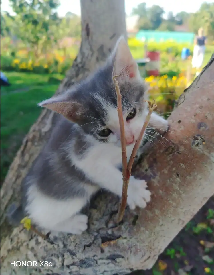 Милые котята ищут дом, фотография 7