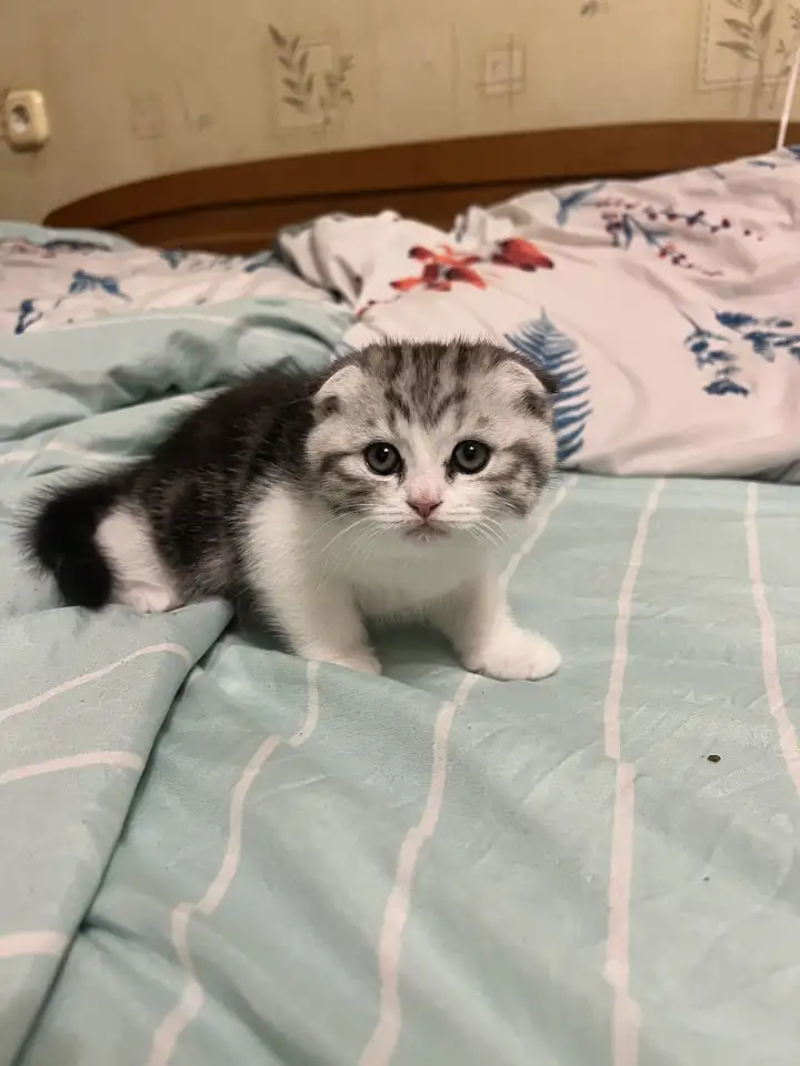 Шотландские котята, фотография 1