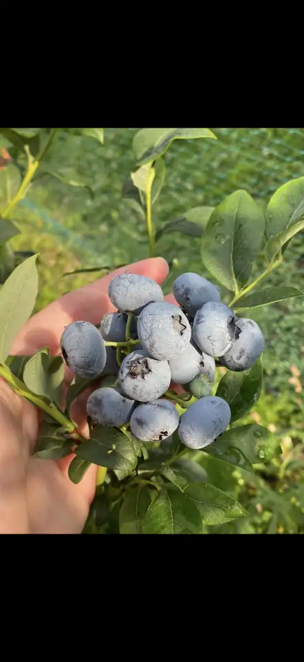 Продам участок с домом д.Рыловичи, фотография 8