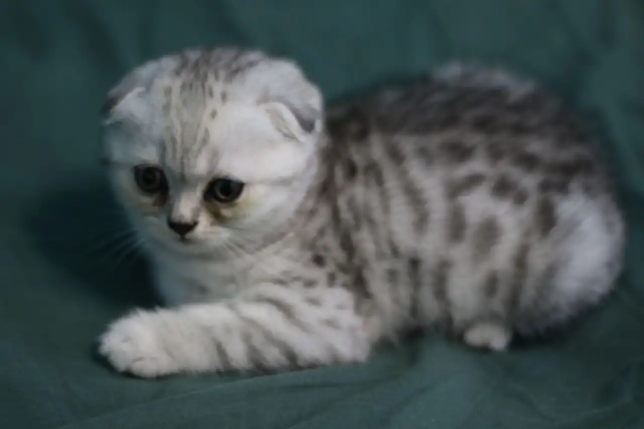 Шотландские котята, фотография 4