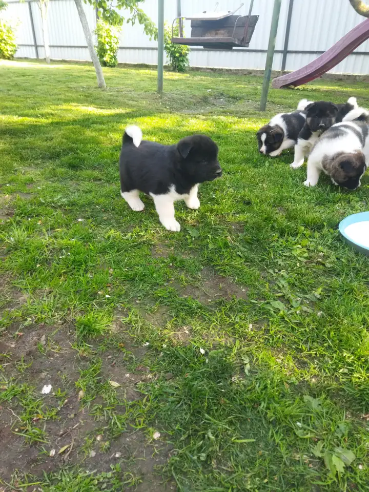 Акита американская, фотография 1