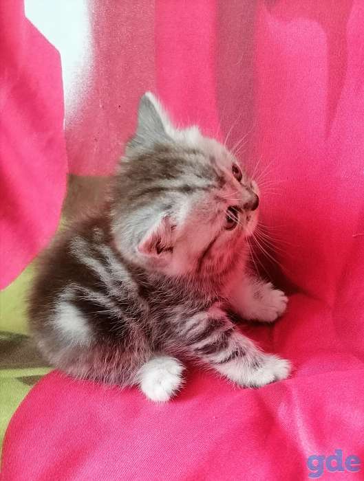 Шотландские котята, фотография 6