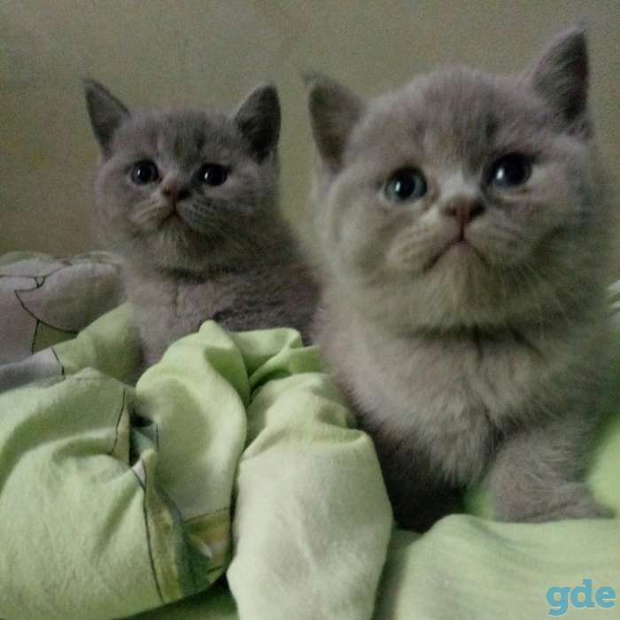 Британские котята, фотография 1