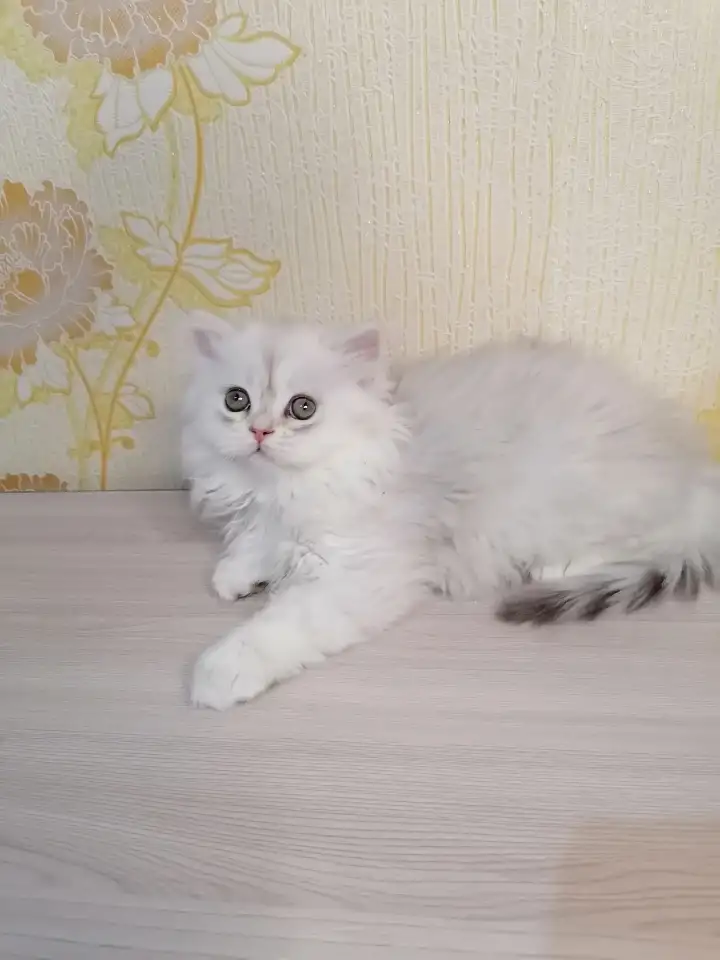 Британская кошечка, фотография 2