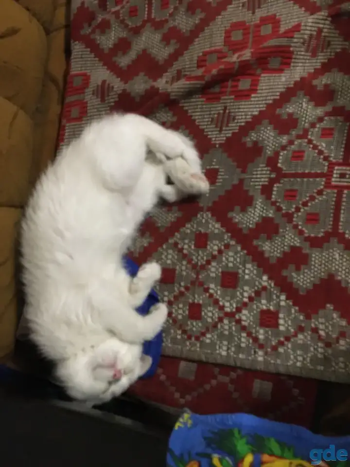 Котята подростки в дар, фотография 2