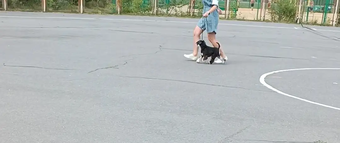 Щенки, фотография 5