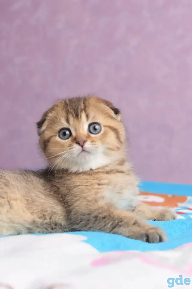 Котята шотландские ЗОЛОТАЯ ШИНШИЛЛА, фотография 3