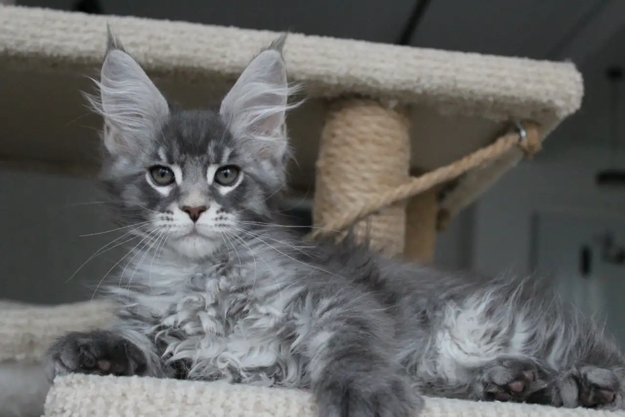 Котенок мейн-кун!, фотография 1