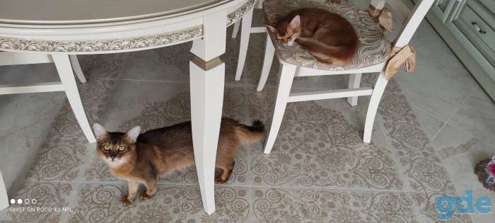 Сомалийские котята (мальчики), фотография 5