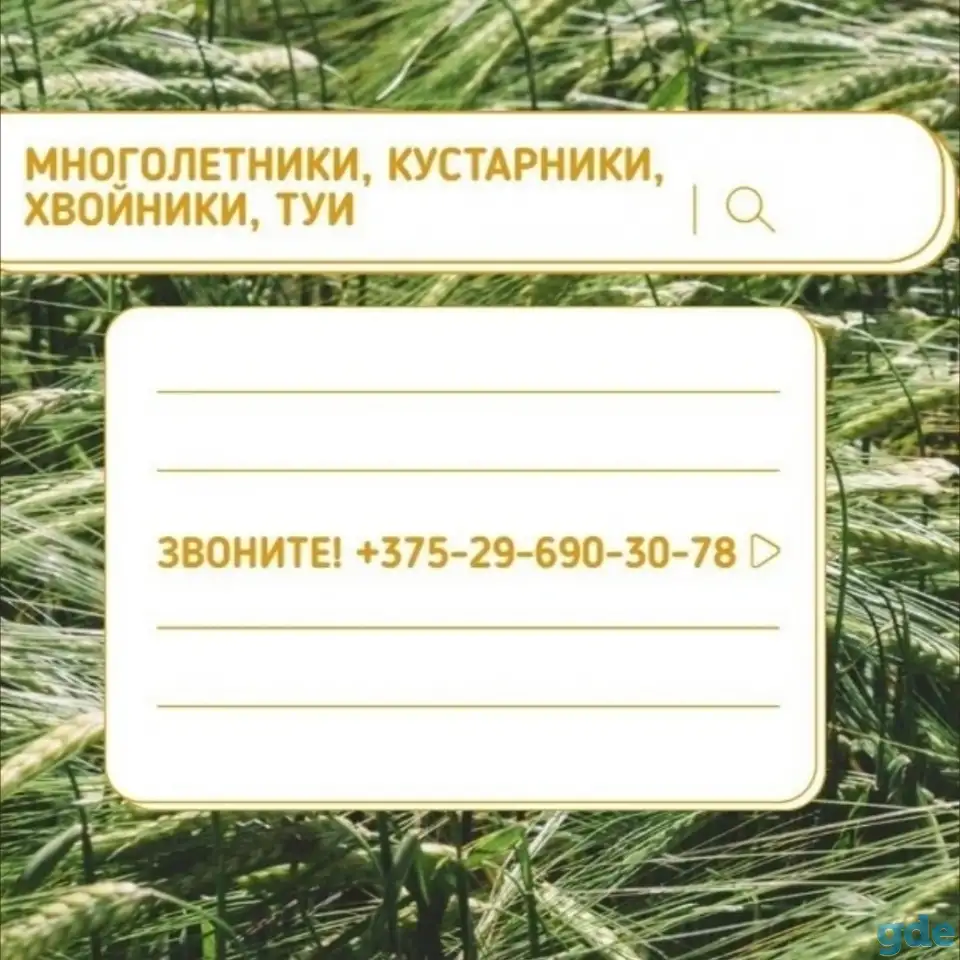 ТУИ, Хвойники, Рассада цветов оптом от производителя., фотография 5
