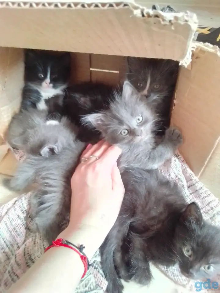 Отдам котят смесь с британским в хорошие руки, фотография 1