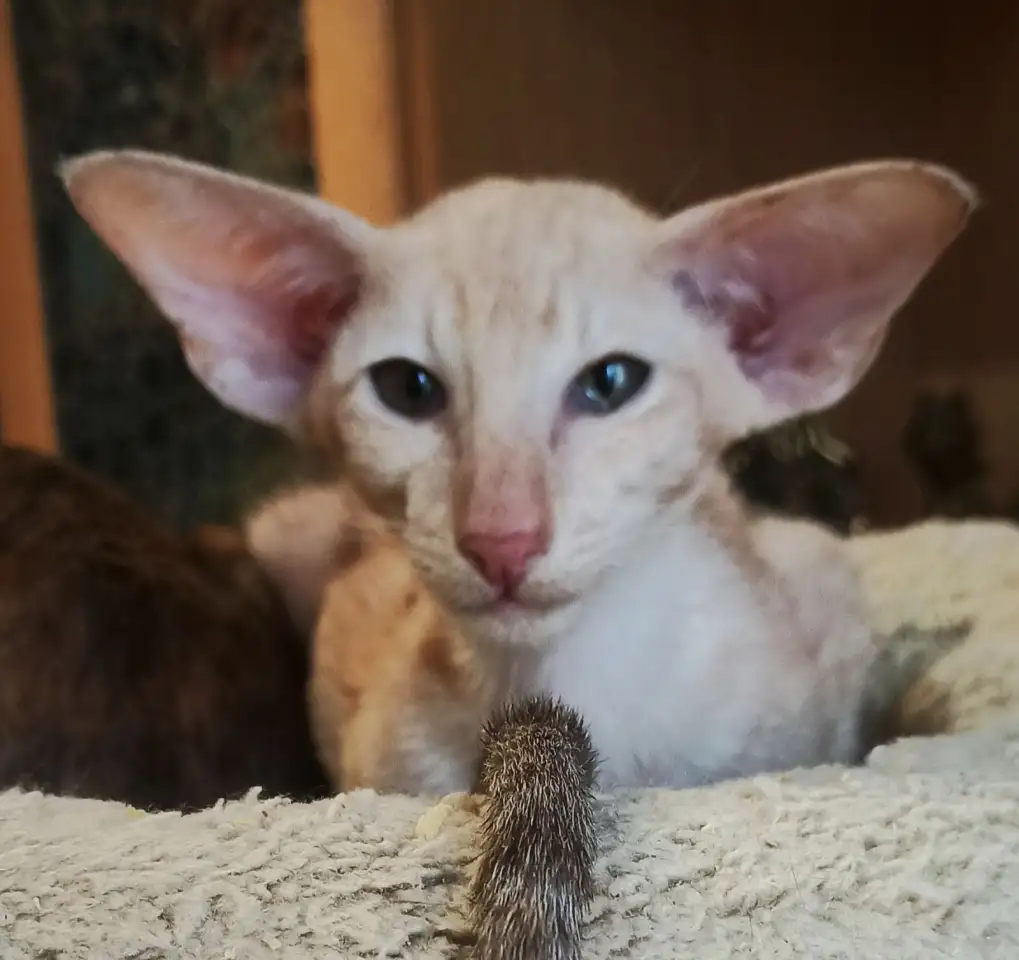 Ориентальные котята, фотография 7
