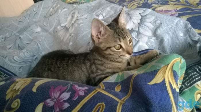 отдам кота Гера 4 мес в добрые руки СРОЧНО, фотография 1