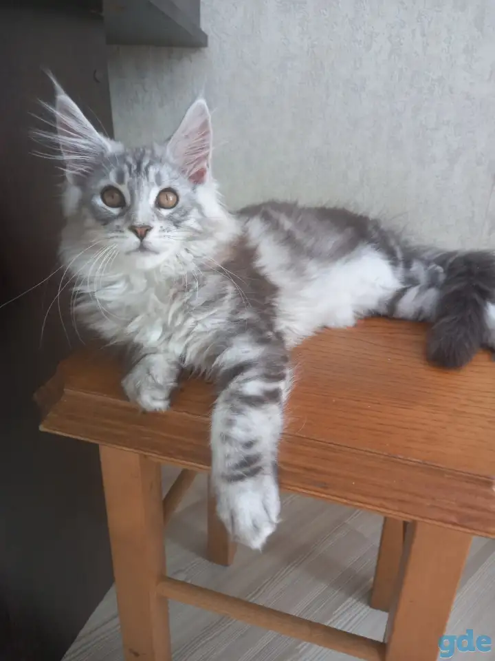 Мейн кун, фотография 6