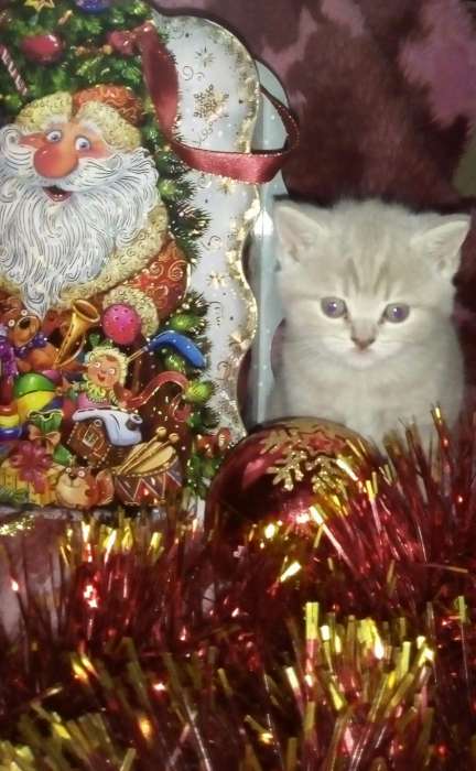 Британские котята , фотография 1