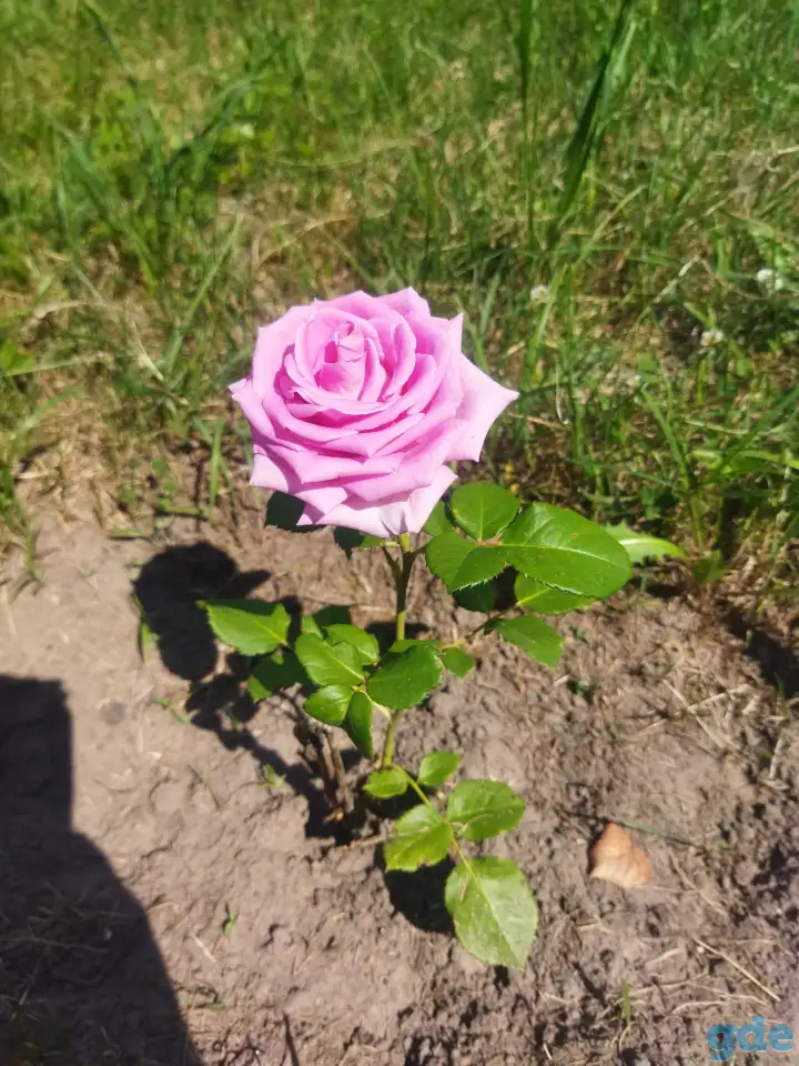 продам дом в деревне, д.Задобричье Червенский район, фотография 7