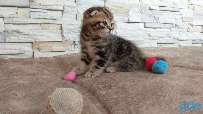 Шотландские котята, фотография 6