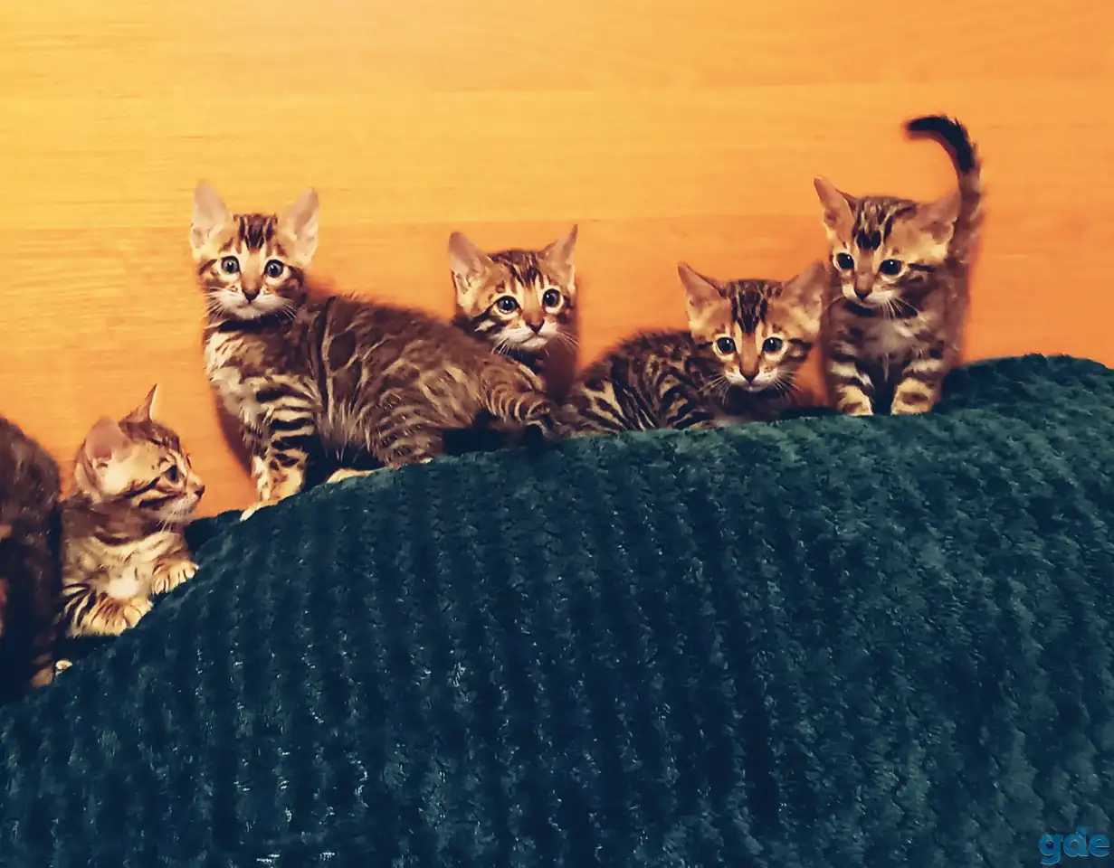 Бенгальские котята, фотография 3
