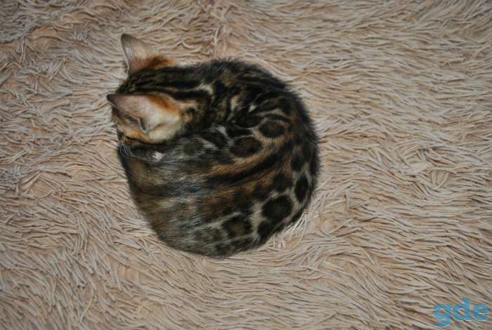 Бенгальские кошечкт, фотография 8
